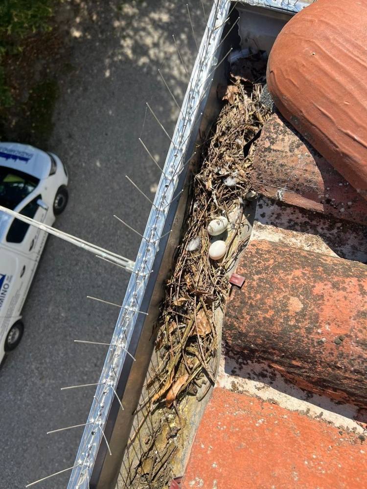 Pulizia tetti e grondaie da foglie e detriti a Bologna